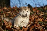 ALASKAN MALAMUTE 579